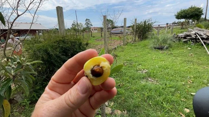 Chácara à venda de 6.800 m² em Santo Antônio da Patrulha, RS, Brasil
