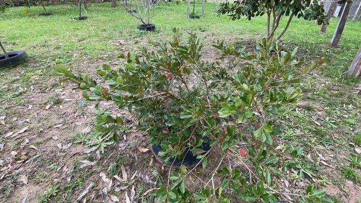 Chácara à venda de 6.800 m² em Santo Antônio da Patrulha, RS, Brasil