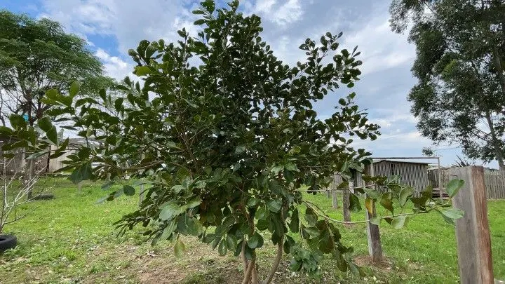 Chácara à venda de 6.800 m² em Santo Antônio da Patrulha, RS, Brasil