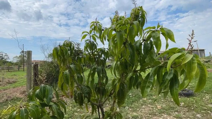 Chácara à venda de 6.800 m² em Santo Antônio da Patrulha, RS, Brasil