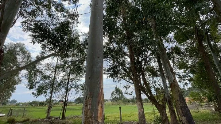Chácara à venda de 6.800 m² em Santo Antônio da Patrulha, RS, Brasil