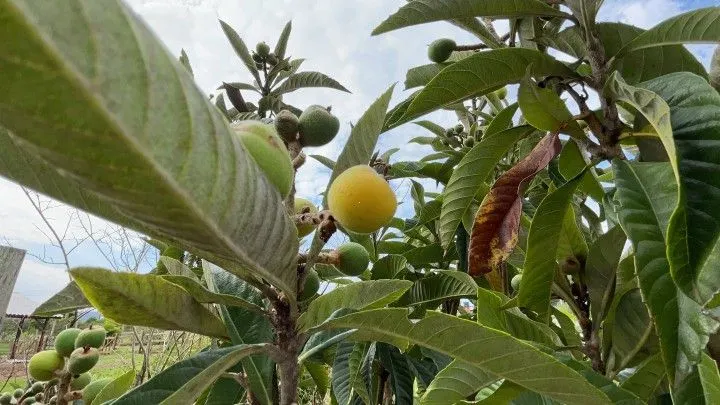Chácara à venda de 6.800 m² em Santo Antônio da Patrulha, RS, Brasil