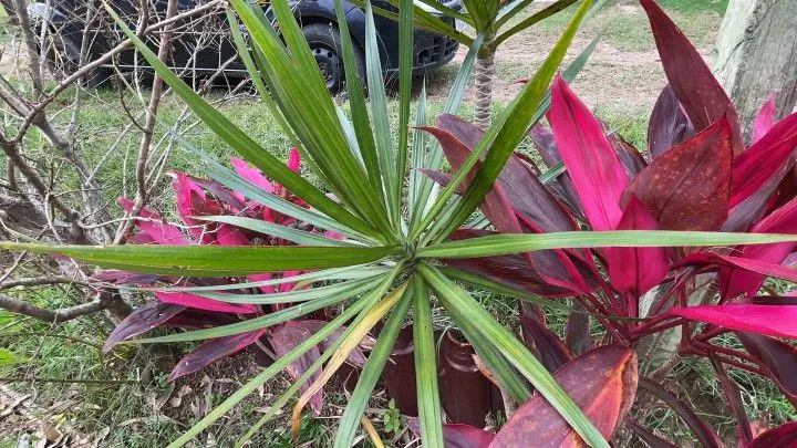 Chácara à venda de 6.800 m² em Santo Antônio da Patrulha, RS, Brasil