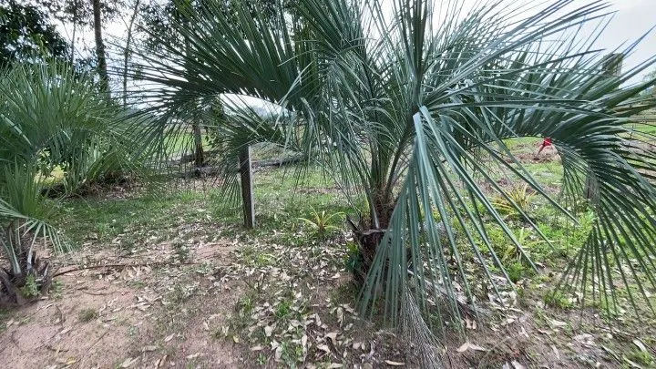 Chácara à venda de 6.800 m² em Santo Antônio da Patrulha, RS, Brasil