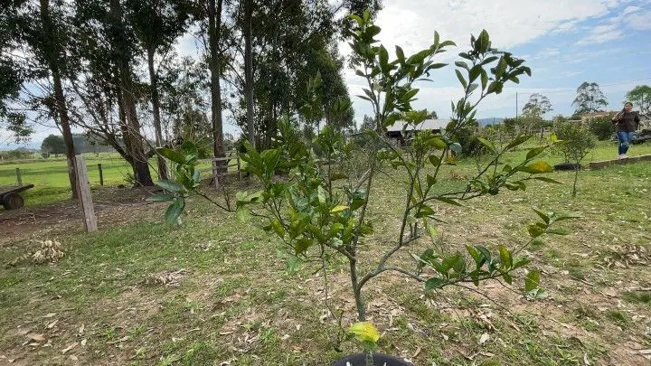 Chácara à venda de 6.800 m² em Santo Antônio da Patrulha, RS, Brasil