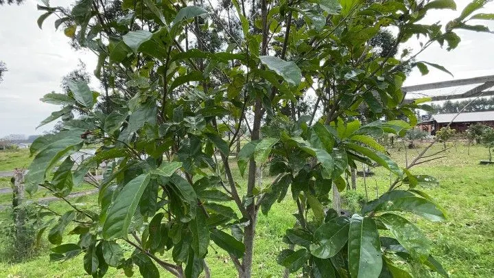 Chácara à venda de 6.800 m² em Santo Antônio da Patrulha, RS, Brasil