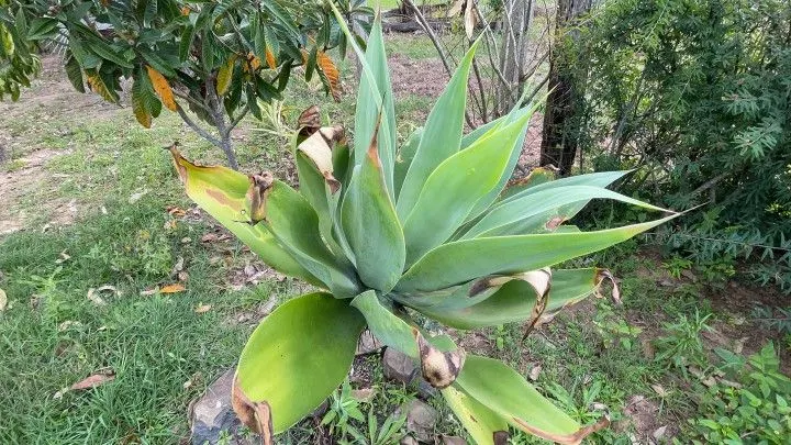 Chácara à venda de 6.800 m² em Santo Antônio da Patrulha, RS, Brasil