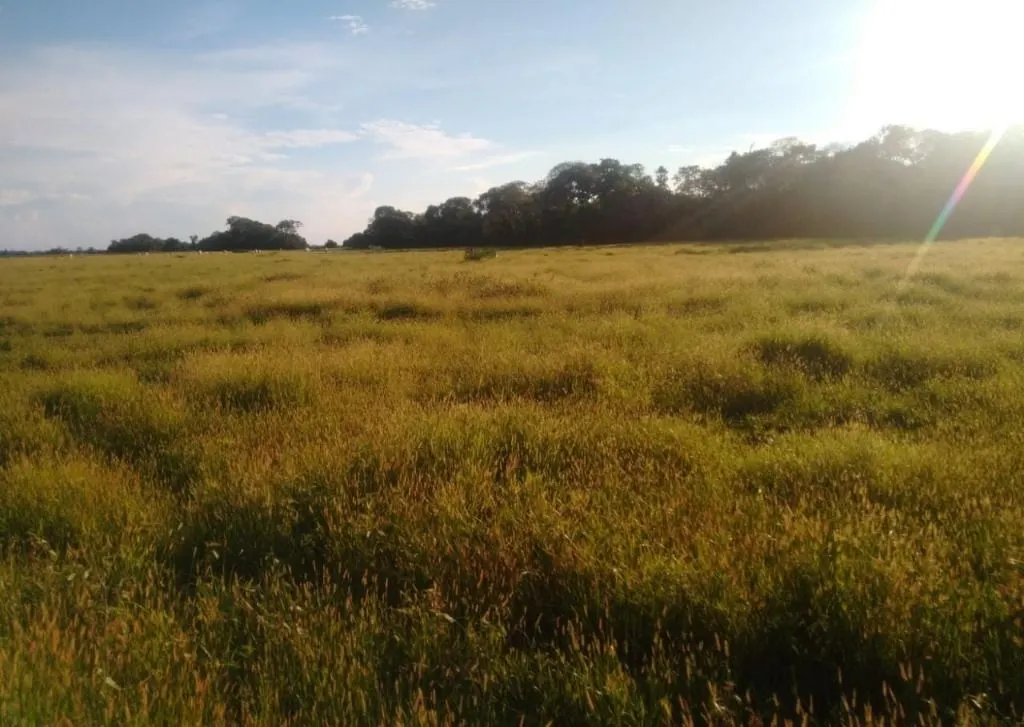 Fazenda à venda de 9.380 ha em Poconé, MT, Brasil