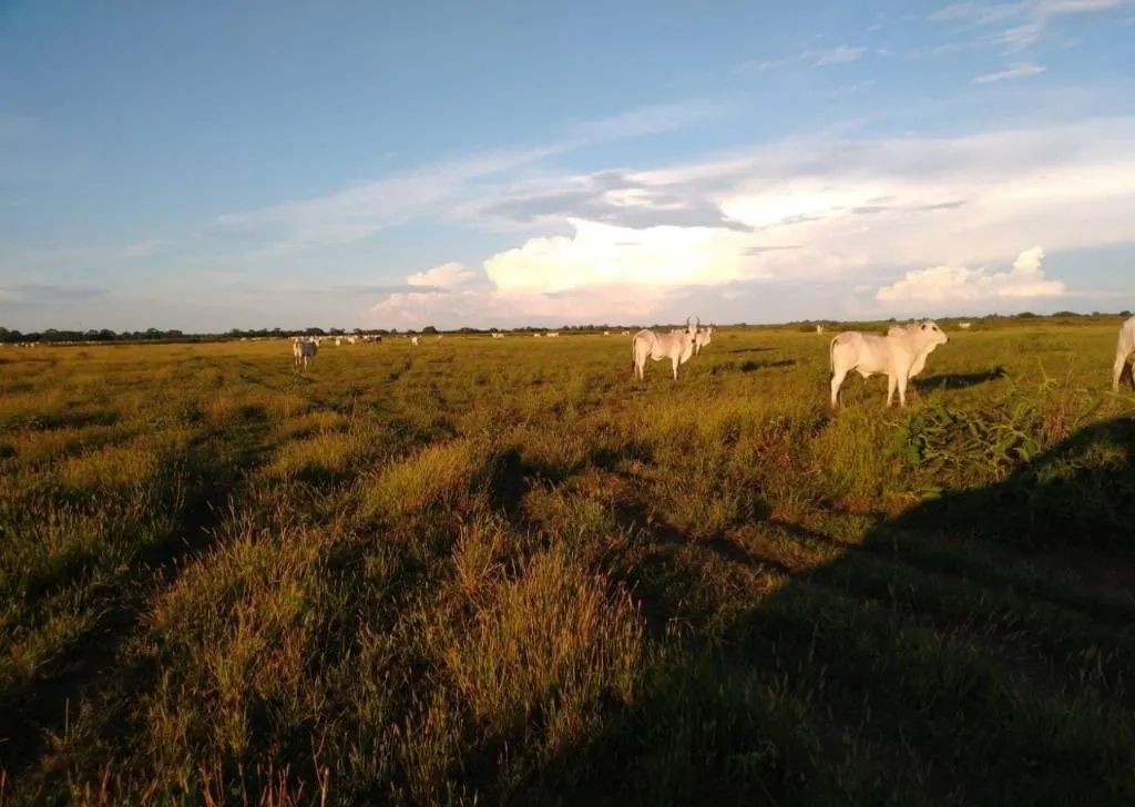 Fazenda à venda de 9.380 ha em Poconé, MT, Brasil
