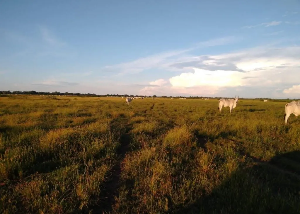 Fazenda à venda de 9.380 ha em Poconé, MT, Brasil