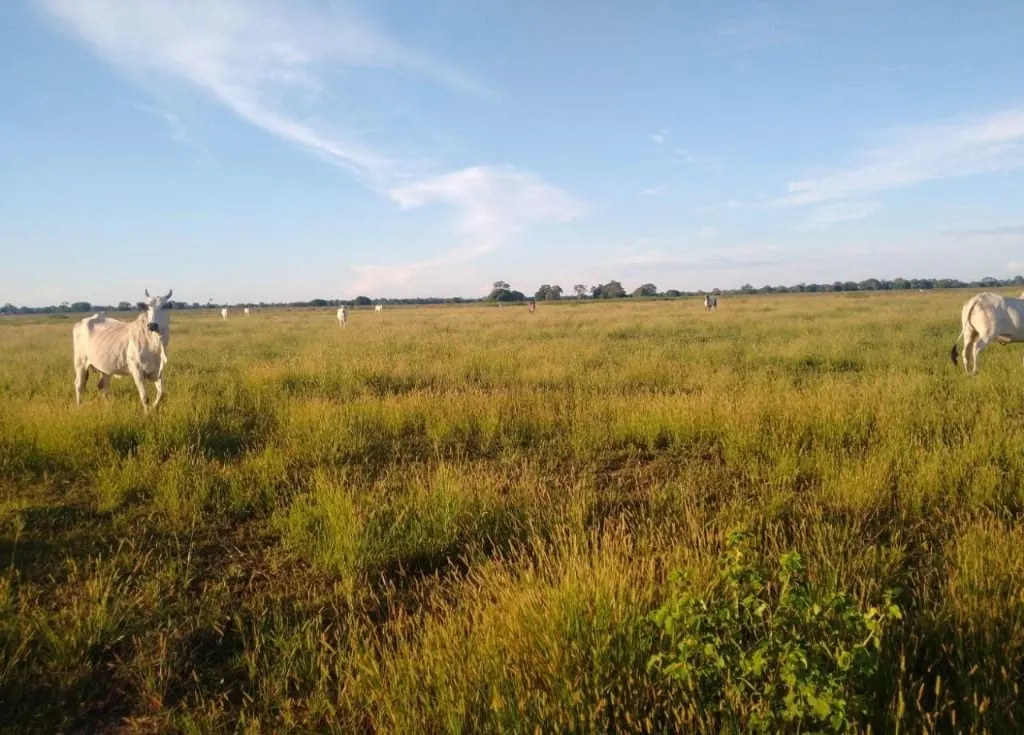 Fazenda à venda de 9.380 ha em Poconé, MT, Brasil