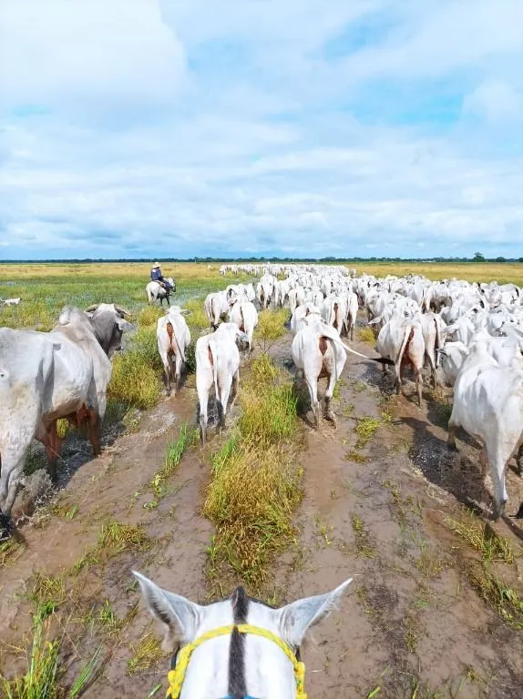 Fazenda à venda de 9.380 ha em Poconé, MT, Brasil