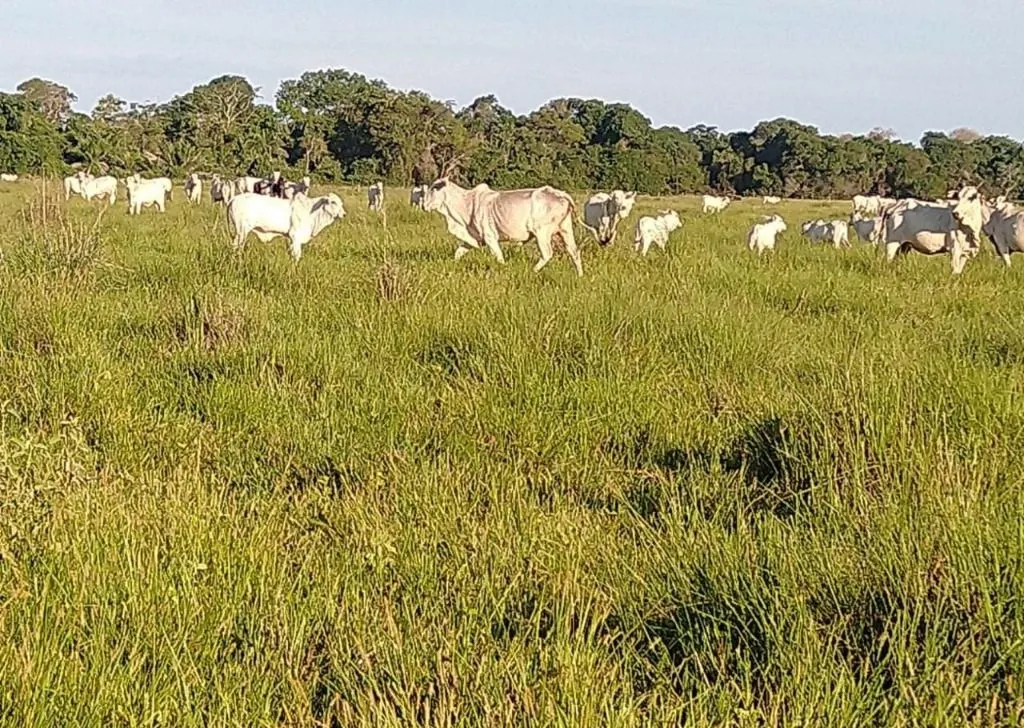 Fazenda à venda de 9.380 ha em Poconé, MT, Brasil