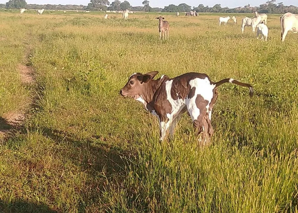 Fazenda à venda de 9.380 ha em Poconé, MT, Brasil