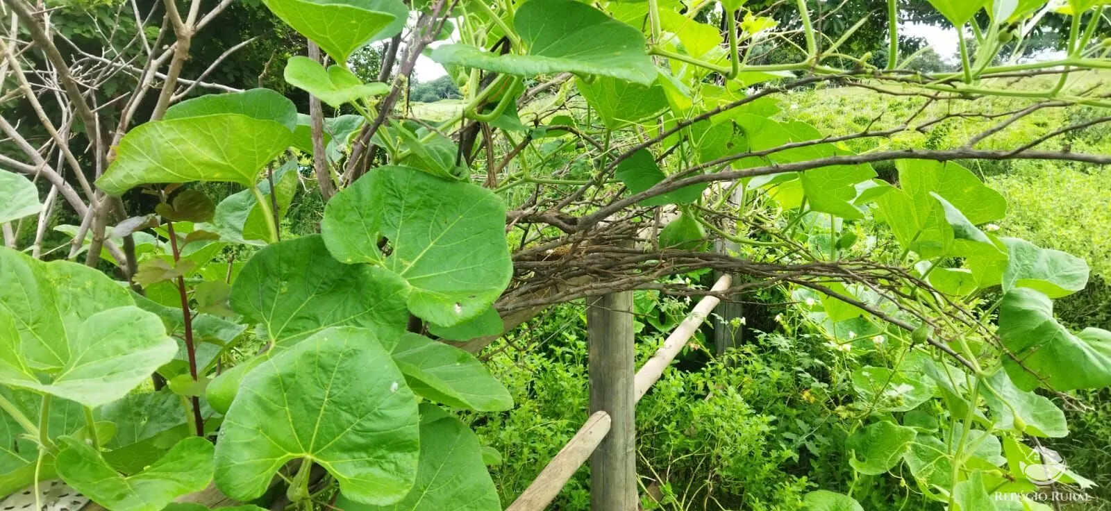 Sítio à venda de 9 ha em Fronteira, MG, Brasil