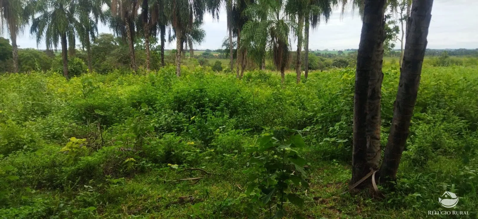 Sítio à venda de 9 ha em Fronteira, MG, Brasil