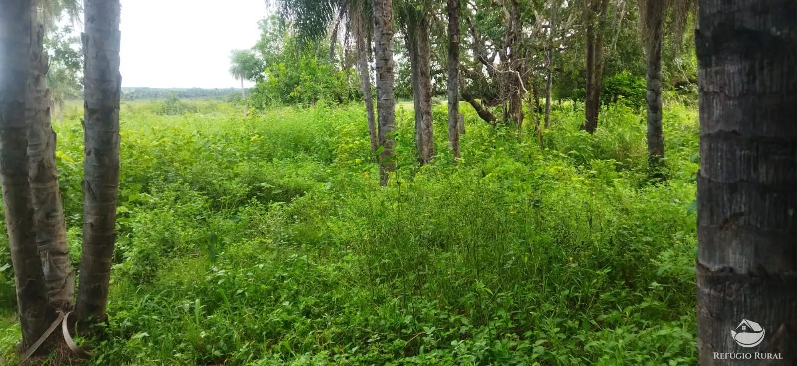 Sítio à venda de 9 ha em Fronteira, MG, Brasil
