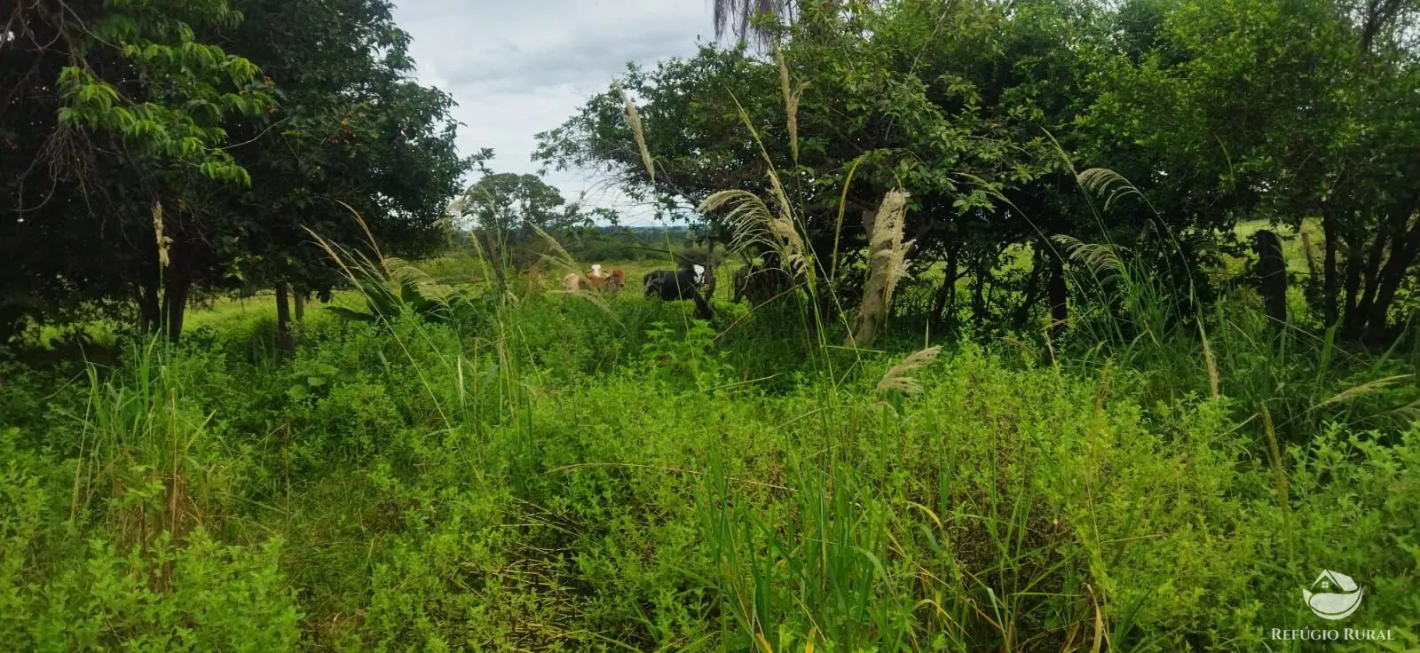 Sítio à venda de 9 ha em Fronteira, MG, Brasil