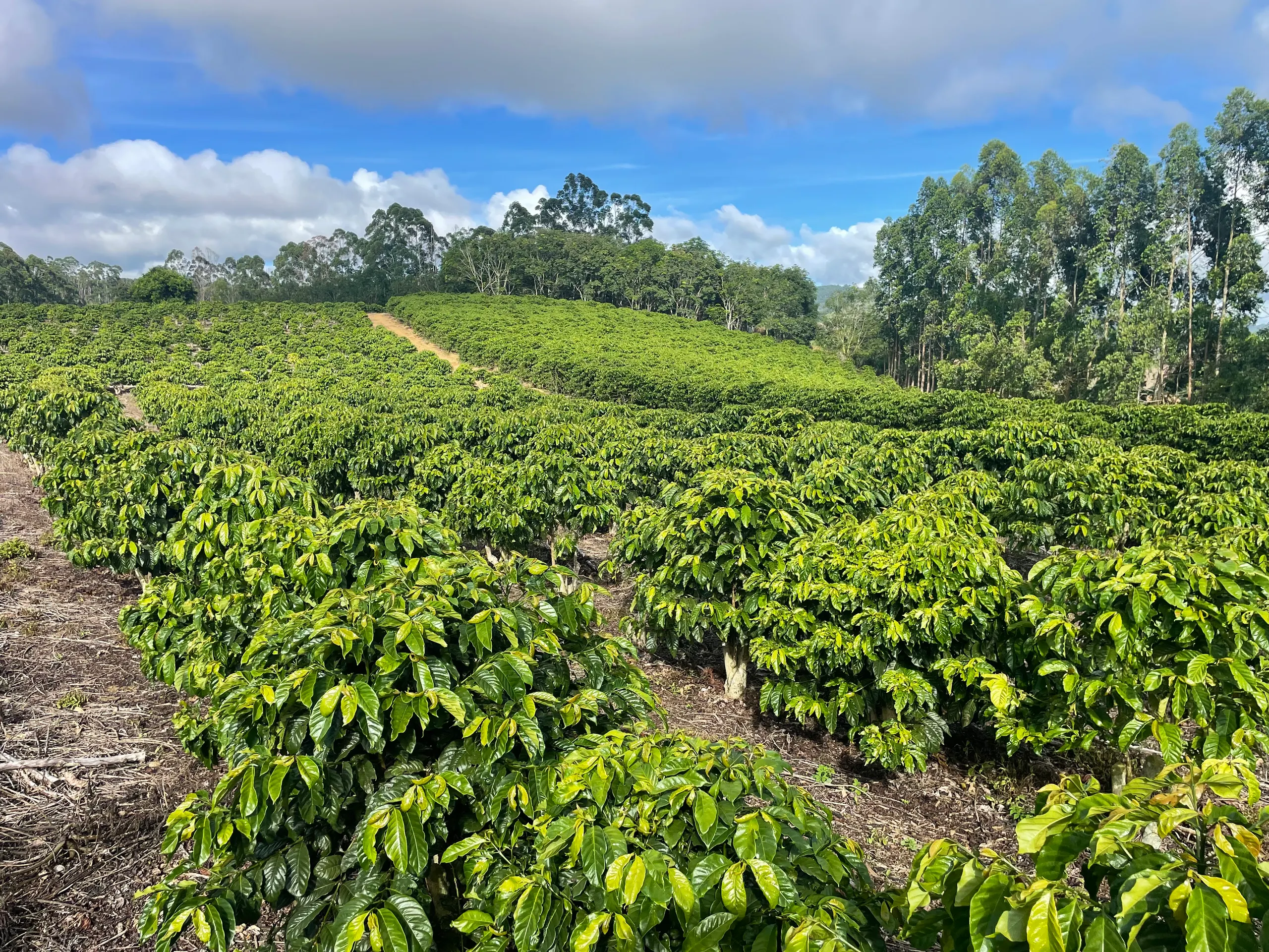 Fazenda à venda de 110 ha em Santa Teresa, ES, Brasil