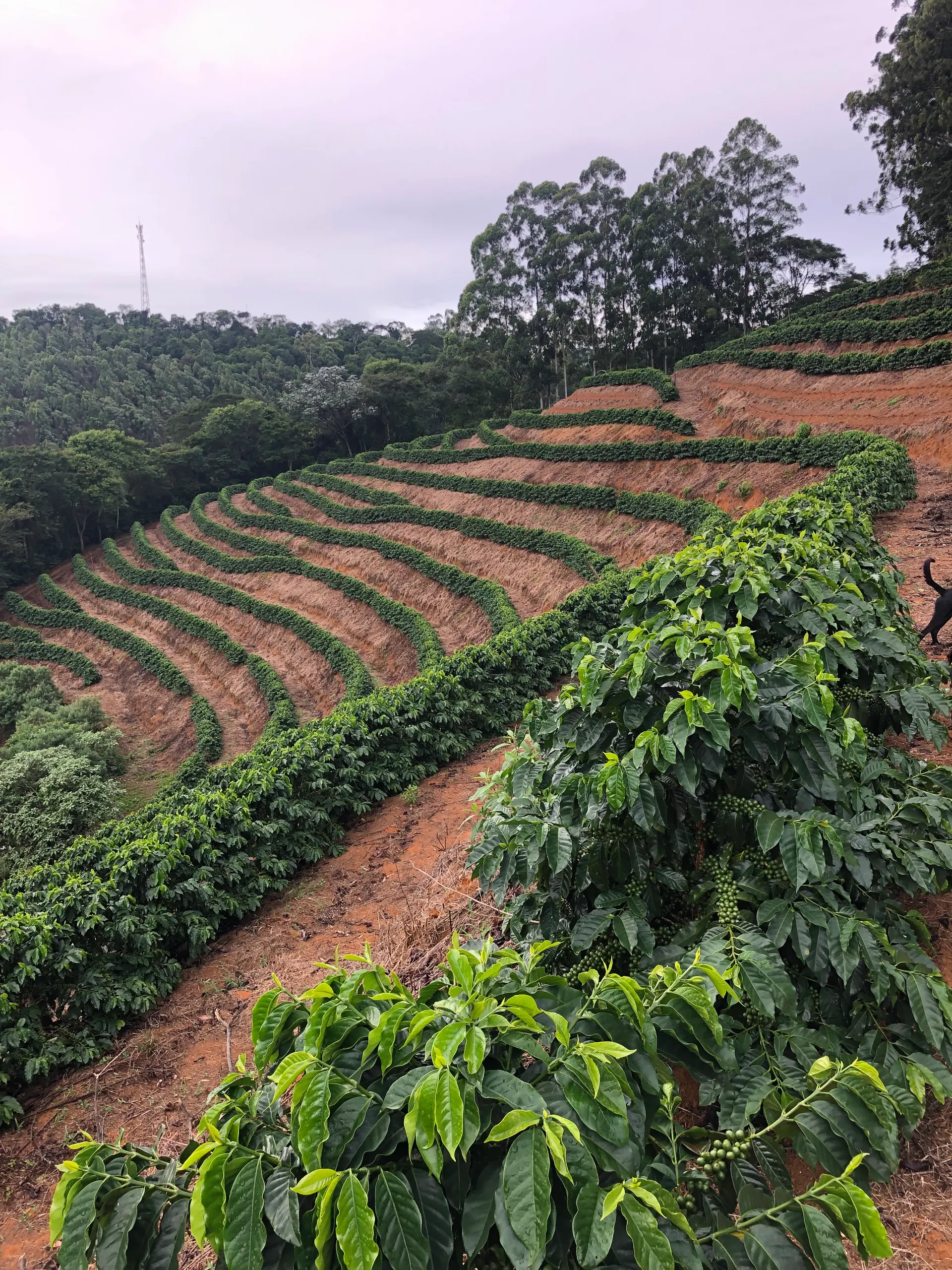 Fazenda à venda de 110 ha em Santa Teresa, ES, Brasil