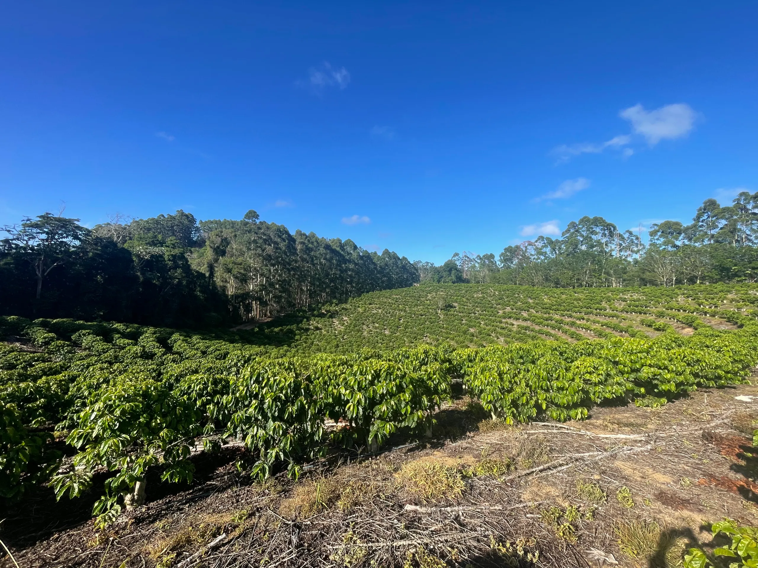 Fazenda à venda de 110 ha em Santa Teresa, ES, Brasil
