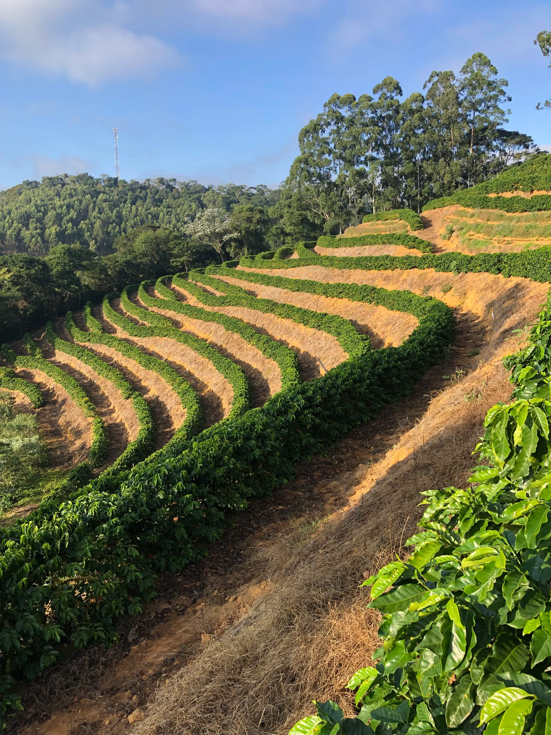 Fazenda à venda de 110 ha em Santa Teresa, ES, Brasil