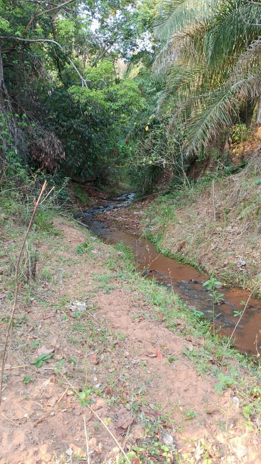 Fazenda à venda de 135 ha em Figueirão, MS, Brasil