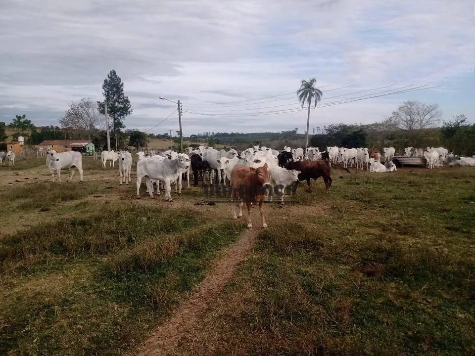 Fazenda à venda de 712 ha em Botucatu, SP, Brasil