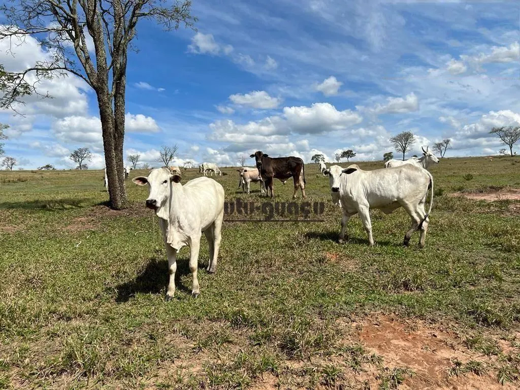Fazenda à venda de 712 ha em Botucatu, SP, Brasil
