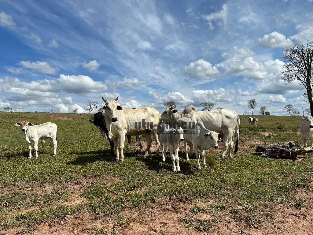 Fazenda à venda de 712 ha em Botucatu, SP, Brasil