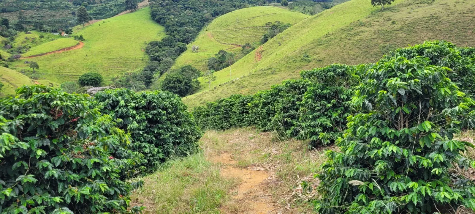 Small farm for sale of 60 acres in Carangola, MG, Brazil