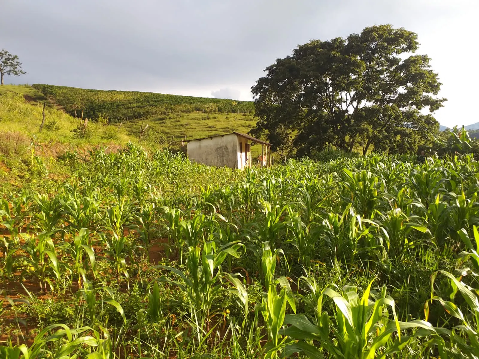 Small farm for sale of 60 acres in Carangola, MG, Brazil