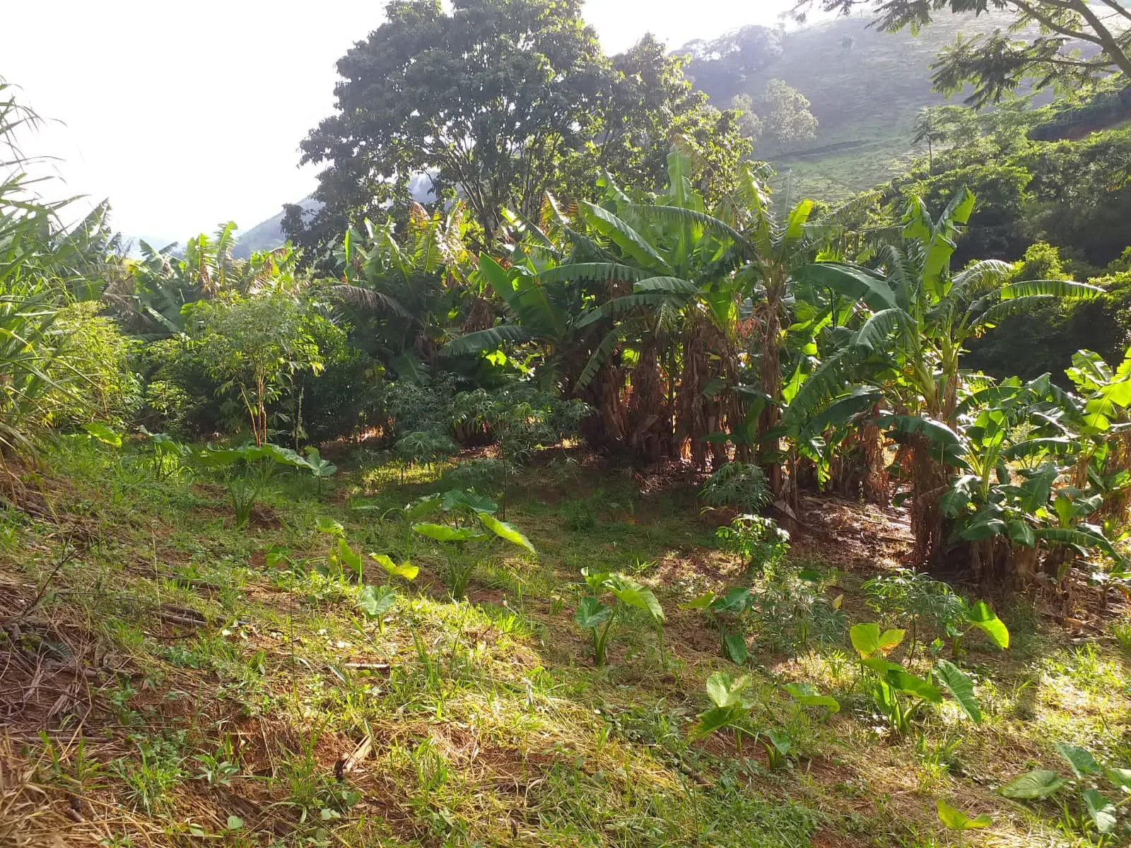 Small farm for sale of 60 acres in Carangola, MG, Brazil