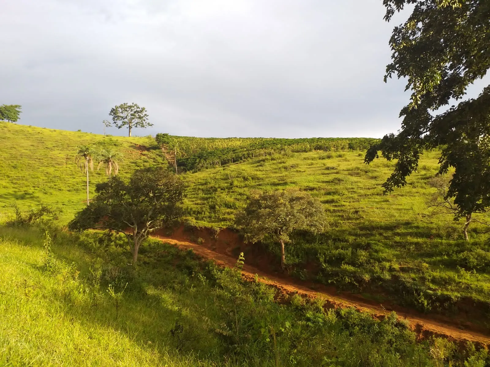 Small farm for sale of 60 acres in Carangola, MG, Brazil