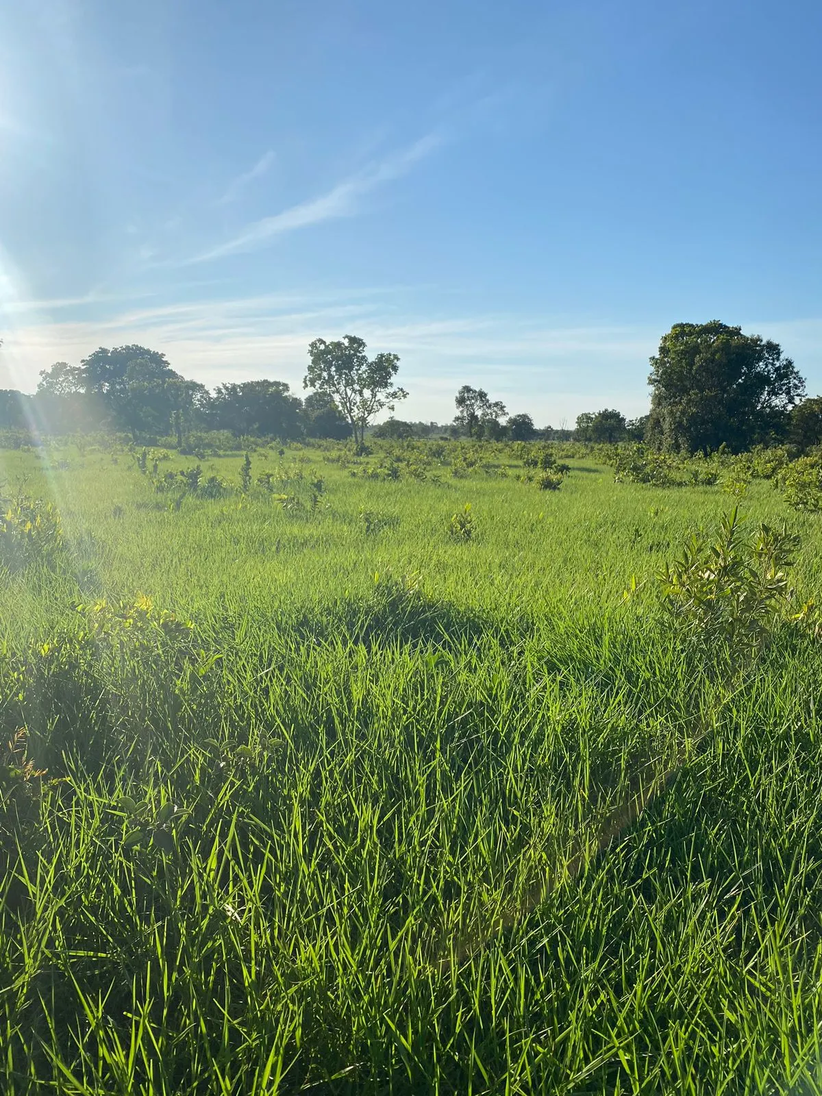 Farm for sale of 1,171 acres in Três Lagoas, MS, Brazil