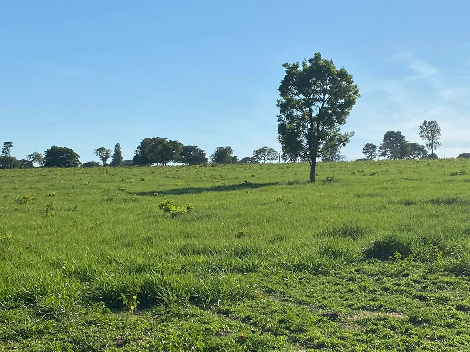 Farm for sale of 1,171 acres in Três Lagoas, MS, Brazil