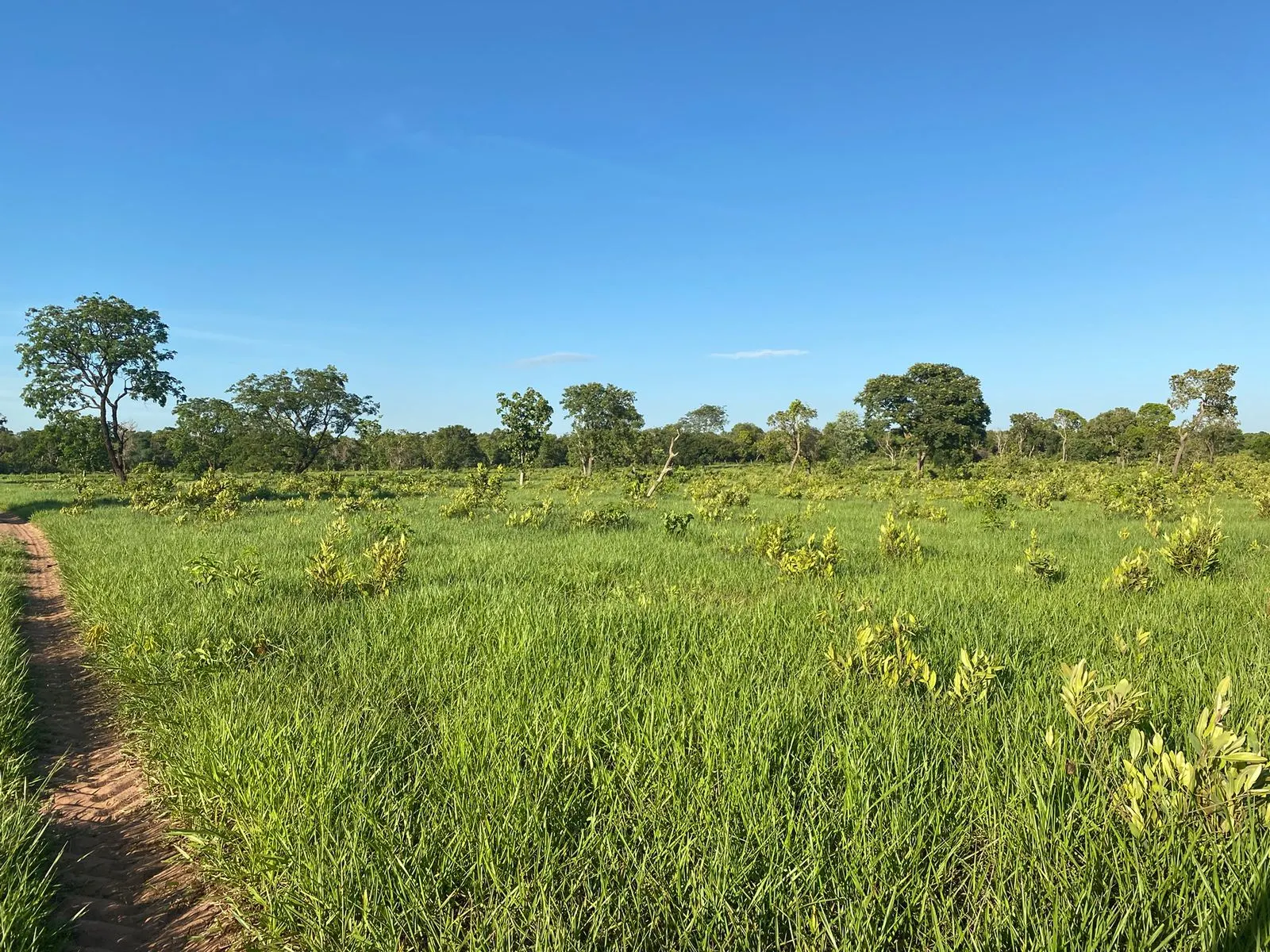 Farm for sale of 1,171 acres in Três Lagoas, MS, Brazil