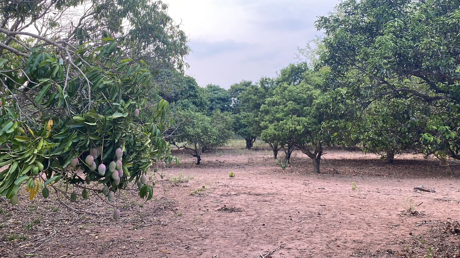 Farm for sale of 1,171 acres in Três Lagoas, MS, Brazil