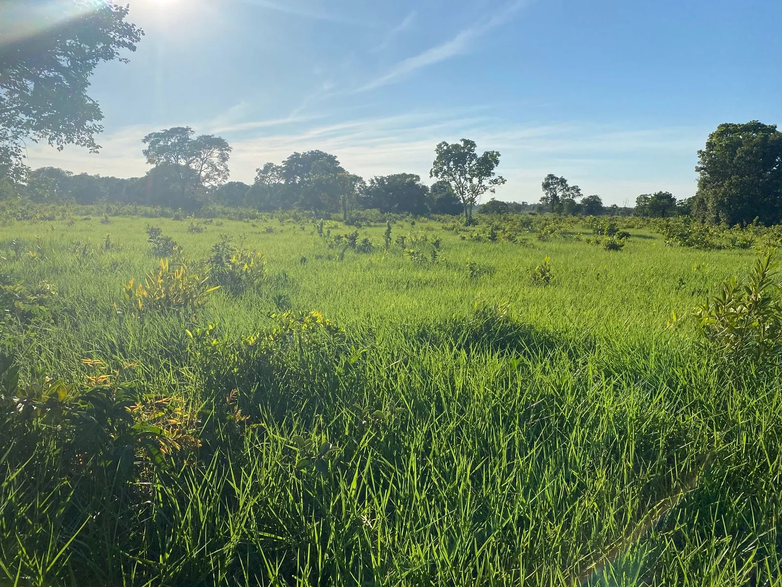 Farm for sale of 1,171 acres in Três Lagoas, MS, Brazil