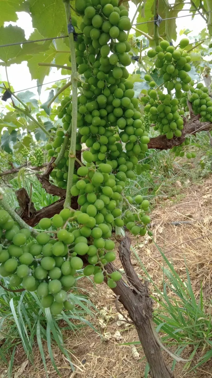 Fazenda à venda de 8 ha em Cesário Lange, SP, Brasil