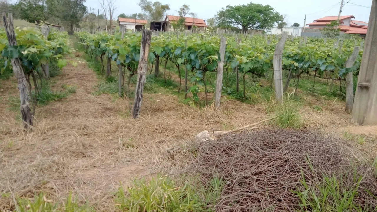 Fazenda à venda de 8 ha em Cesário Lange, SP, Brasil