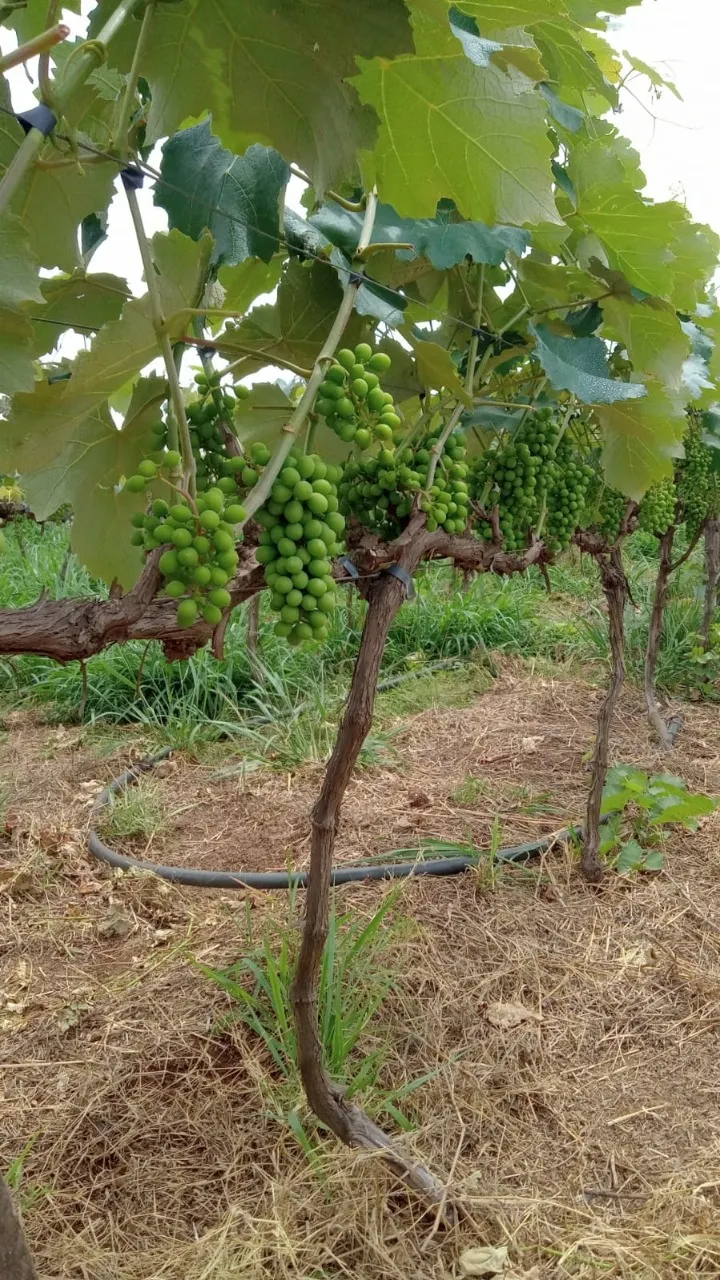 Fazenda à venda de 8 ha em Cesário Lange, SP, Brasil