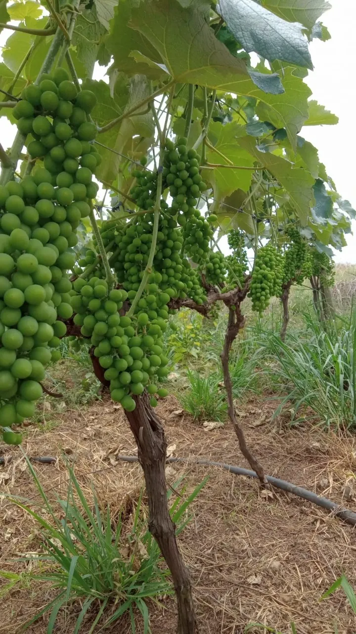 Fazenda à venda de 8 ha em Cesário Lange, SP, Brasil