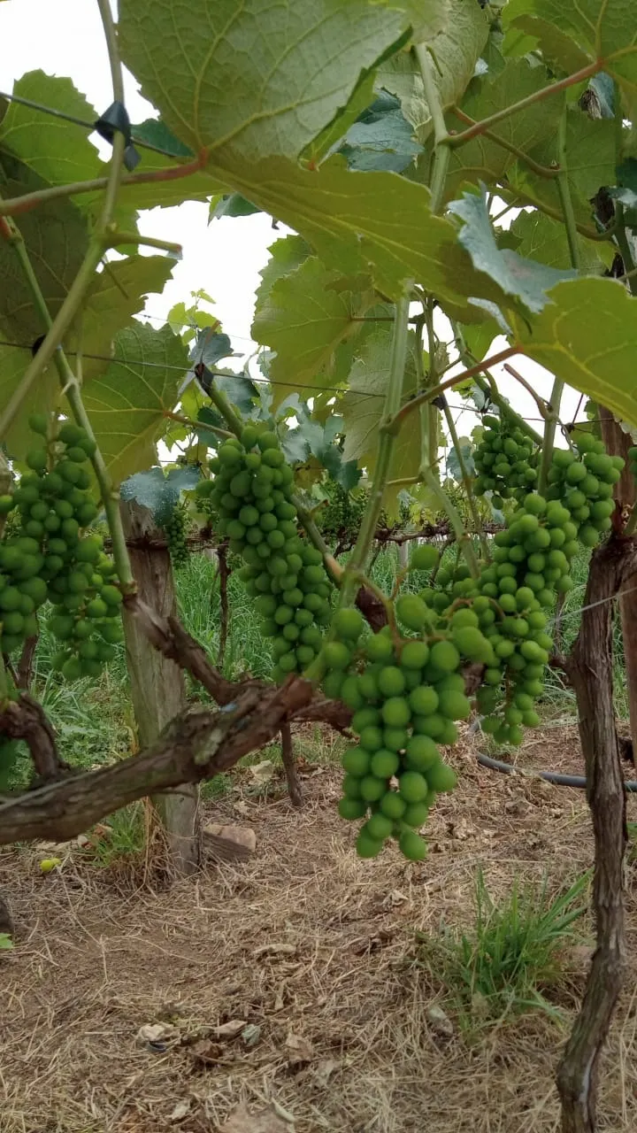 Fazenda à venda de 8 ha em Cesário Lange, SP, Brasil