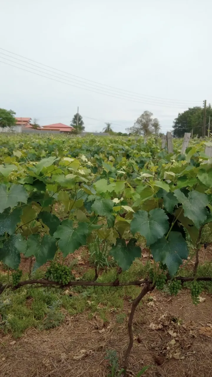 Fazenda à venda de 8 ha em Cesário Lange, SP, Brasil