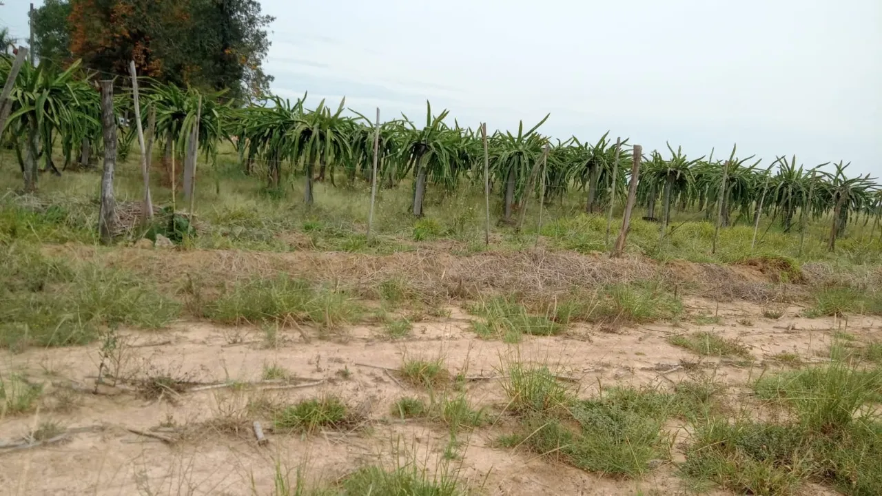 Fazenda à venda de 8 ha em Cesário Lange, SP, Brasil