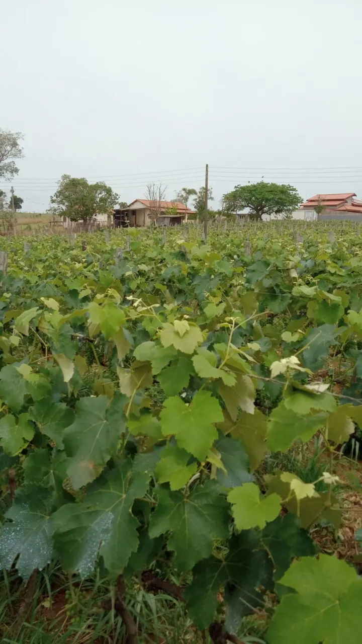 Fazenda à venda de 8 ha em Cesário Lange, SP, Brasil