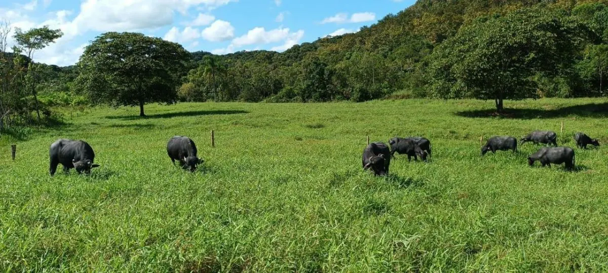Fazenda à venda de 100 ha em Juquitiba, SP, Brasil