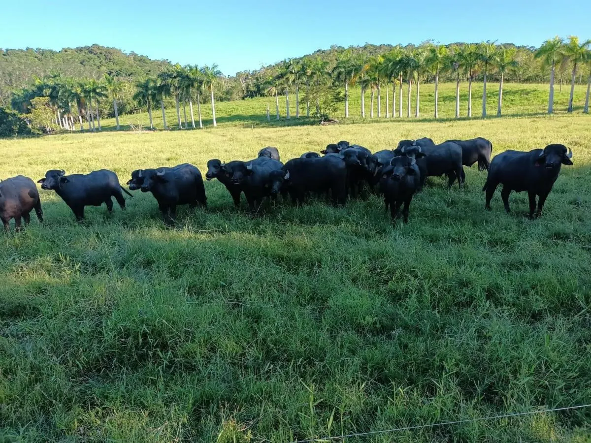 Fazenda à venda de 100 ha em Juquitiba, SP, Brasil
