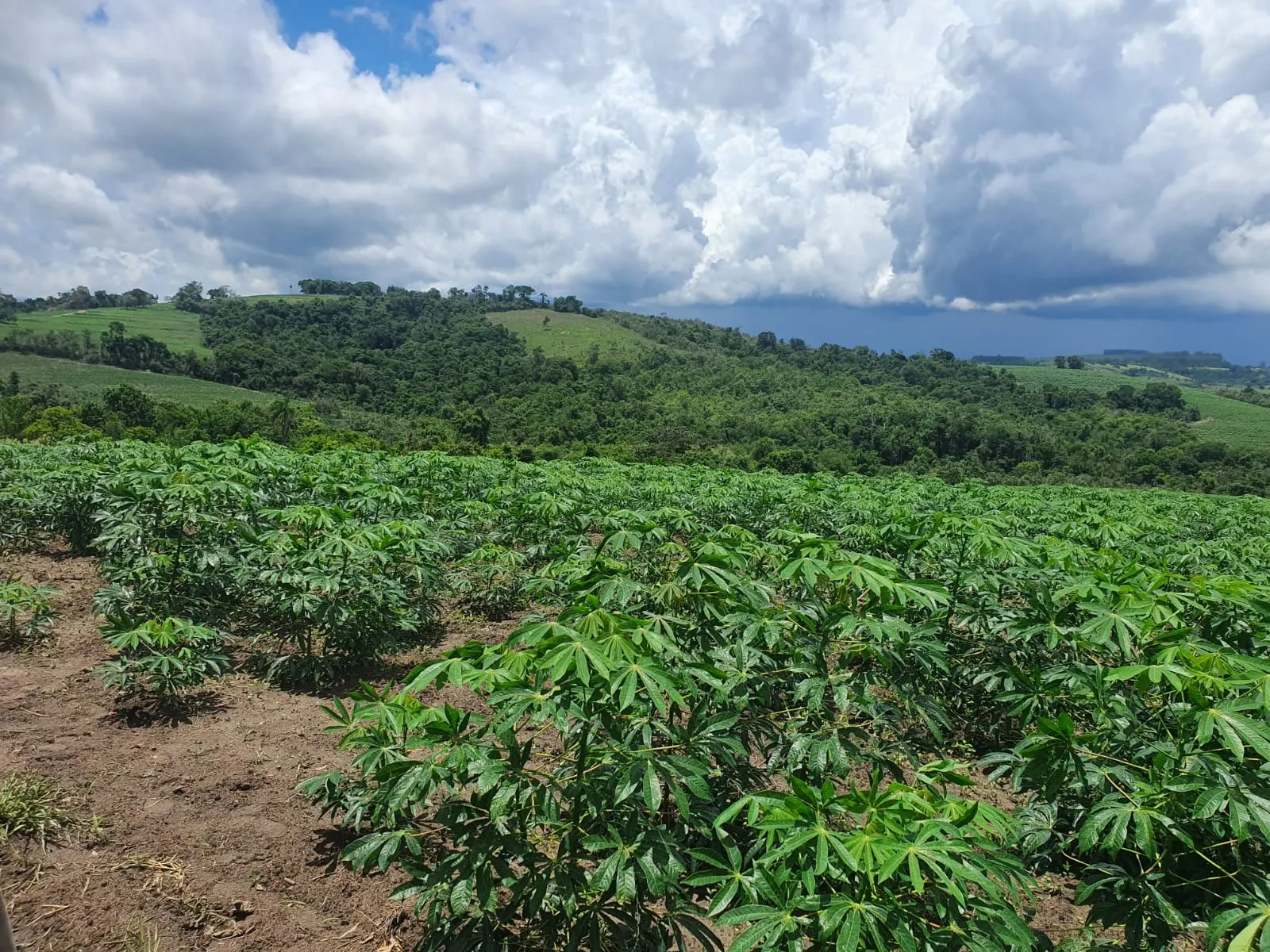 Fazenda à venda e para Arrendar de 303 ha em Bofete, SP, Brasil